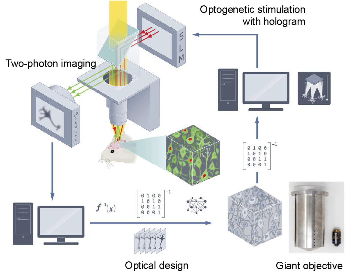 Two-photon holographic microscope