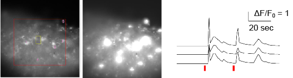 Optogenetic stimulation of cerebral neurons by using hologram