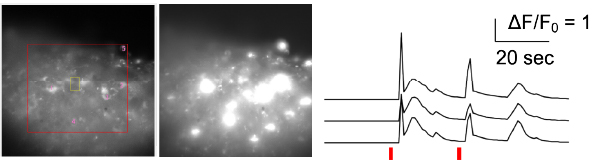 ホログラフィック光遺伝学刺激よる神経活動の操作