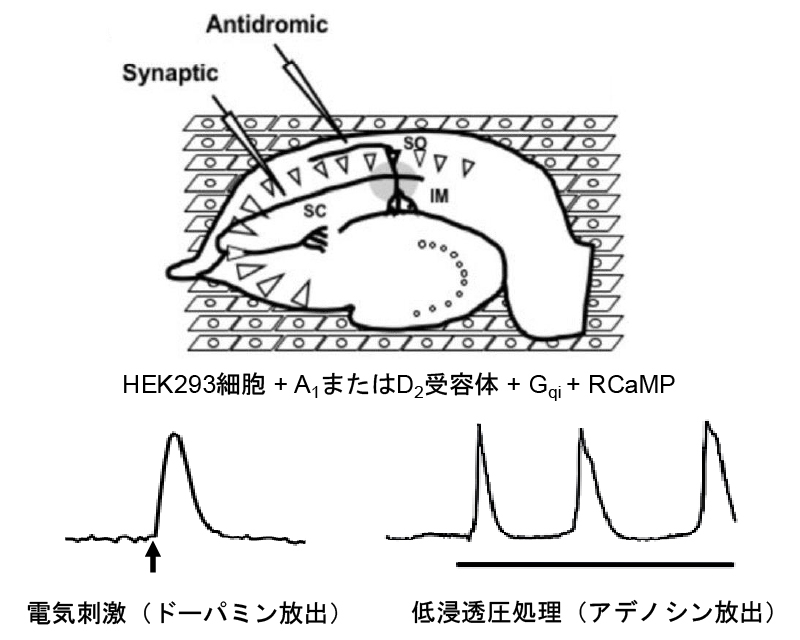神経修飾因子の測定