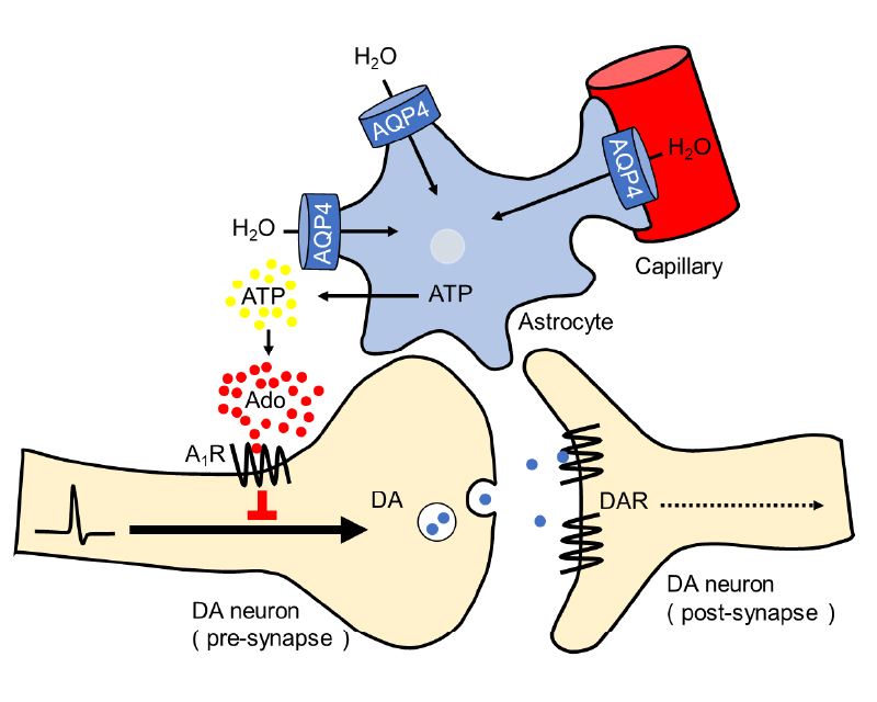 うつ様行動に関連したAQP4依存性アデノシン放出の増加とドーパミン神経伝達の不全